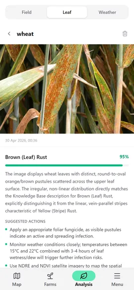 Mobile screenshot — leaf scan and result view